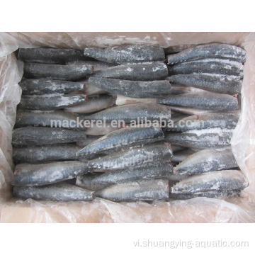 Hải sản đông lạnh Pacific Mackerel HGT Fish